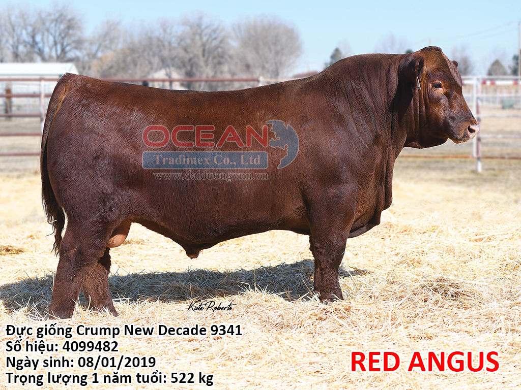 Crump New Decade 9341